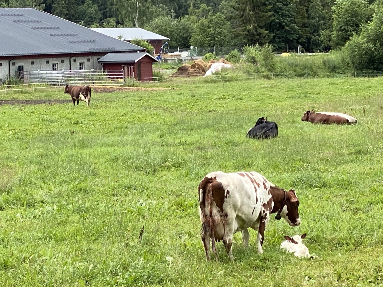 Mom petting newborn calf